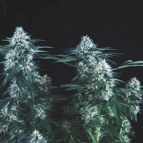 Tutankhamon Fast X3+1 - Pyramid Seeds