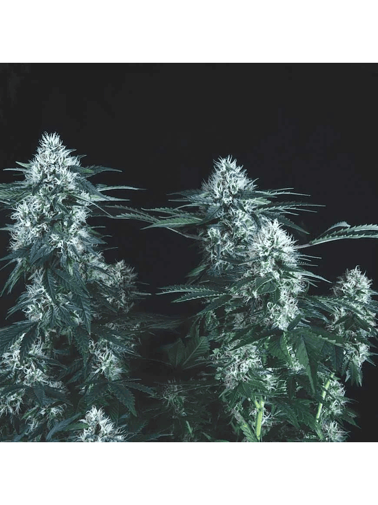 TUTANKHAMON FAST X3+1 - PYRAMID SEEDS 1