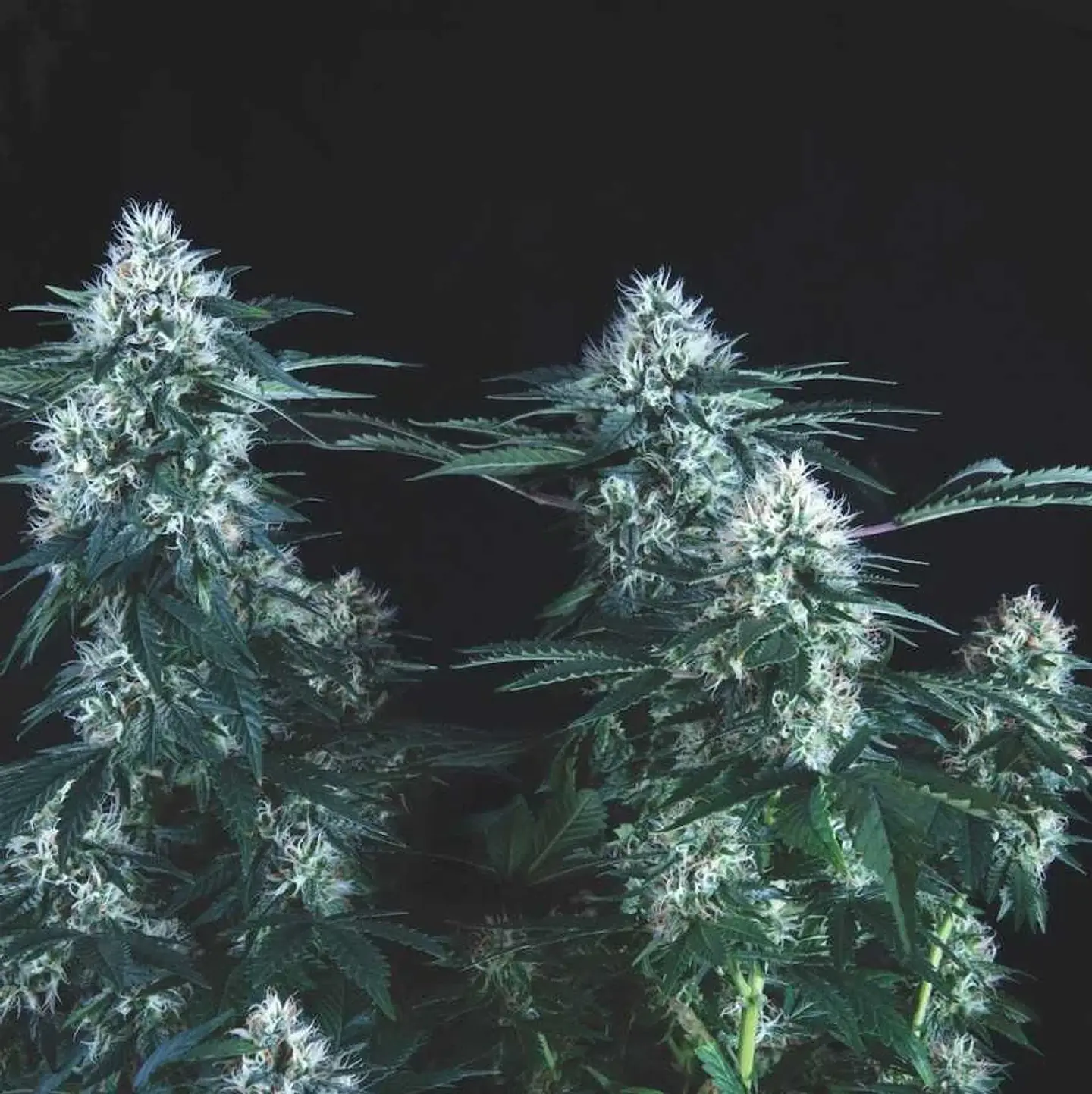 Tutankhamon Fast X3+1 - Pyramid Seeds 1