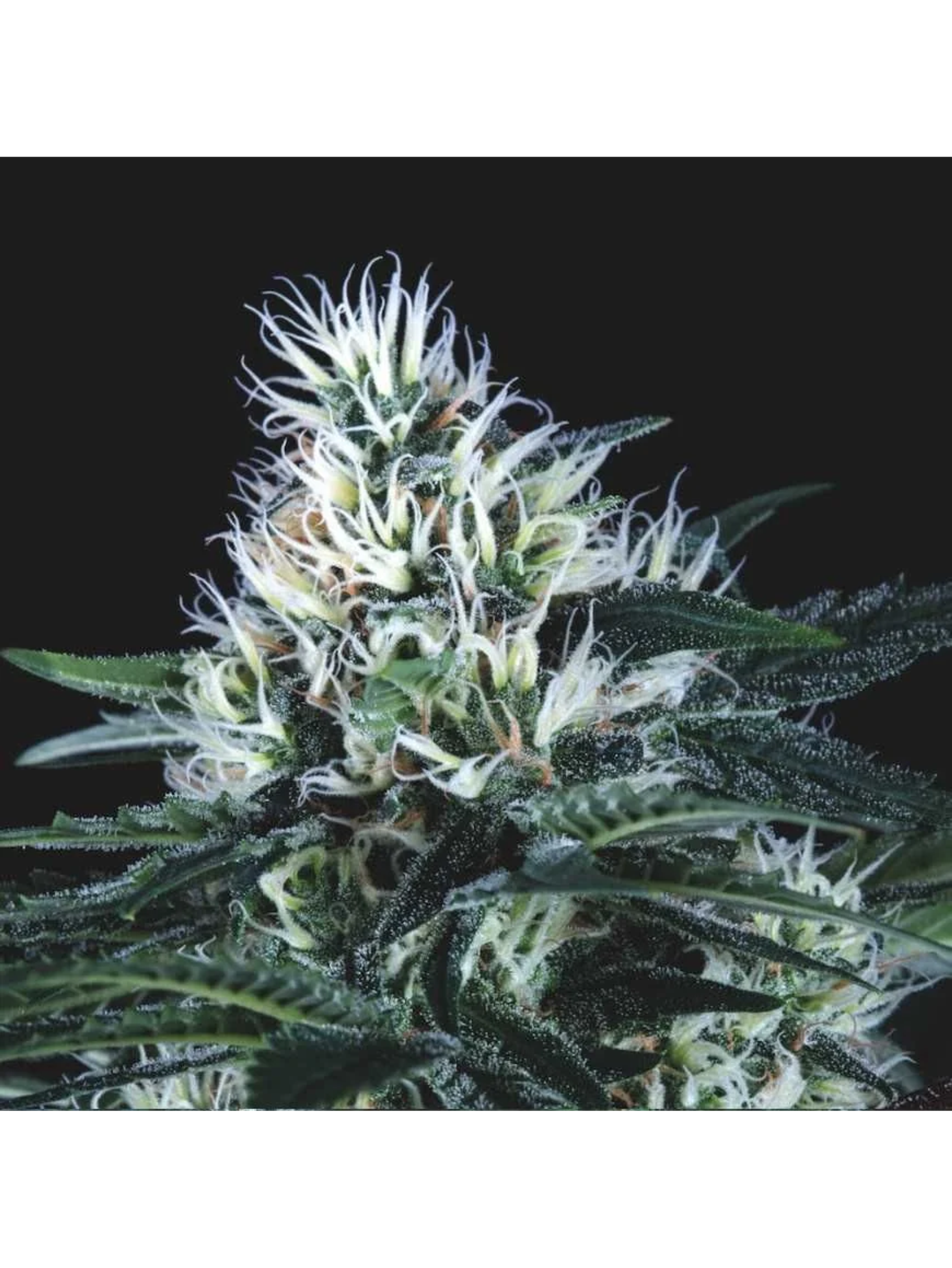 Wembley Fast X3+1 - Pyramid Seeds 1