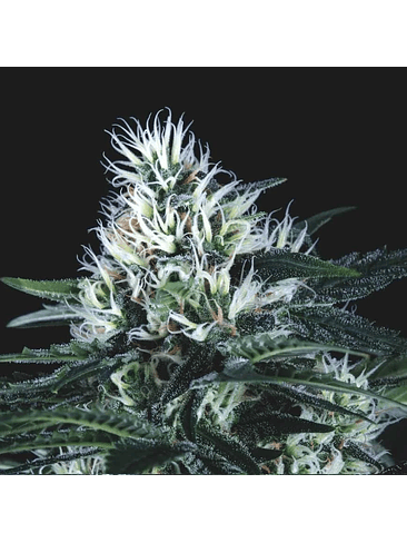 WEMBLEY FAST X3+1 - PYRAMID SEEDS 1