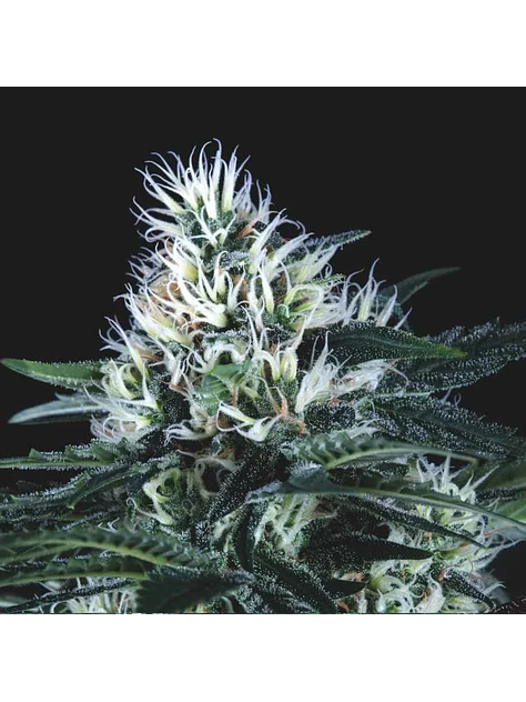 Wembley Fast X3+1 - Pyramid Seeds 1