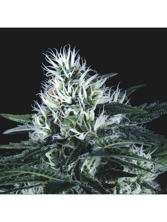 WEMBLEY FAST X3+1 - PYRAMID SEEDS 1