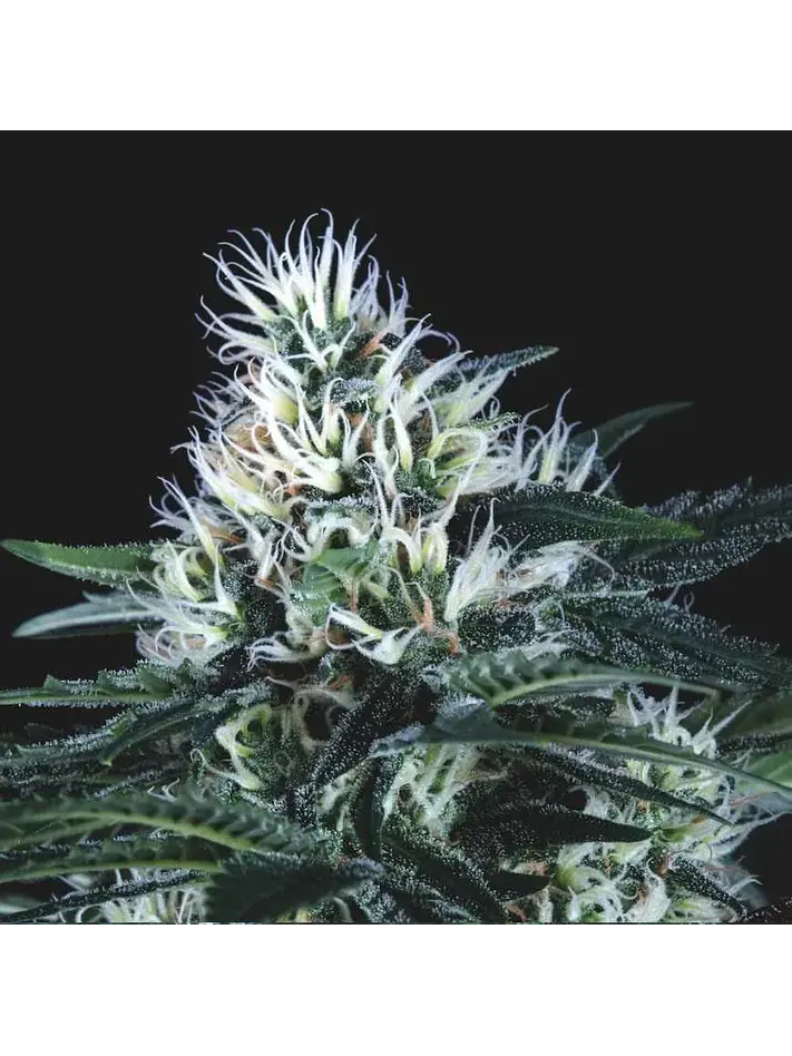 Wembley Fast X3+1 - Pyramid Seeds 1