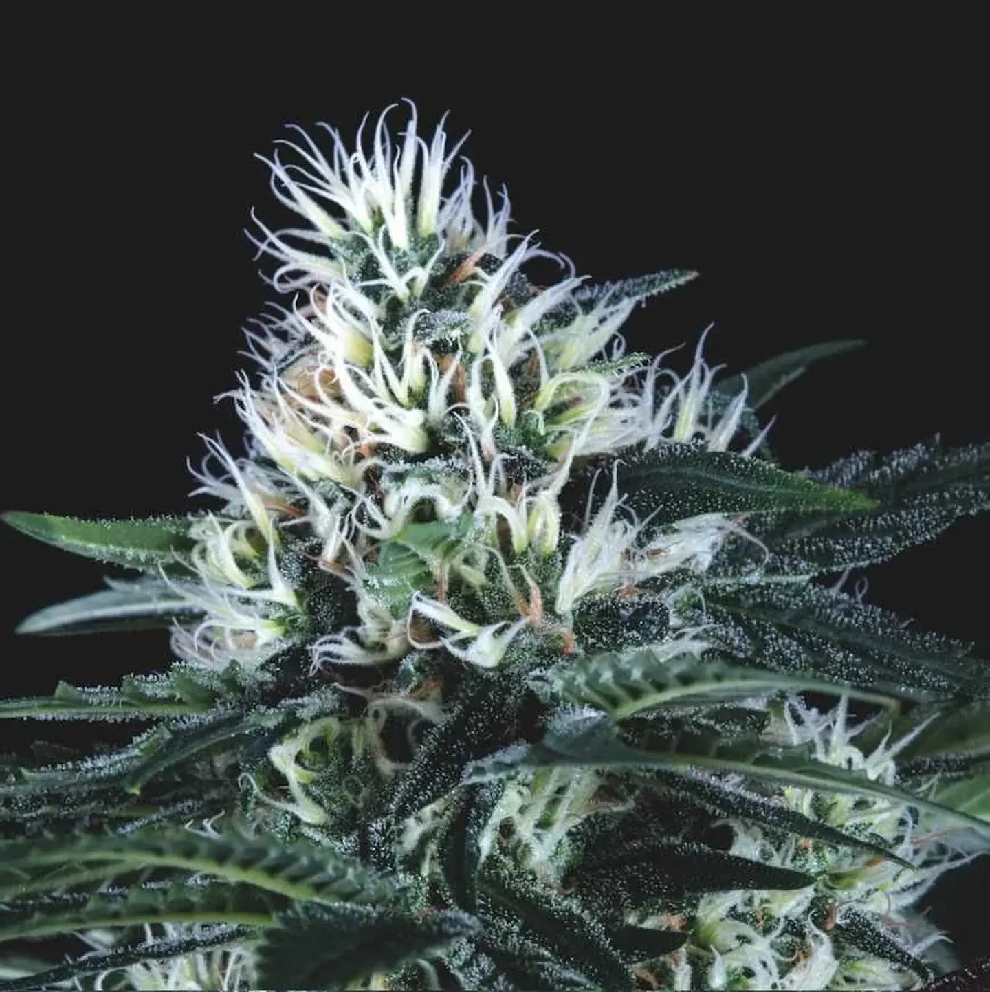 Wembley Fast X3+1 - Pyramid Seeds 1