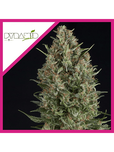 WEMBLEY  FEM X3+1-PYRAMID SEEDS 1