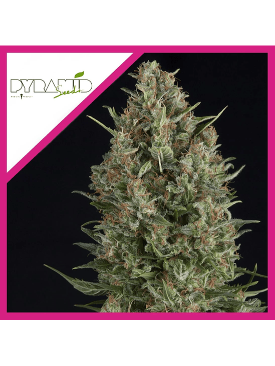 WEMBLEY  FEM X3+1-PYRAMID SEEDS 1