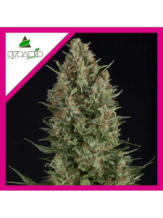 WEMBLEY  FEM X1-PYRAMID SEEDS 1