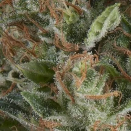 Wembley Auto -Pyramid Seeds (X5+2/X3+1) 1