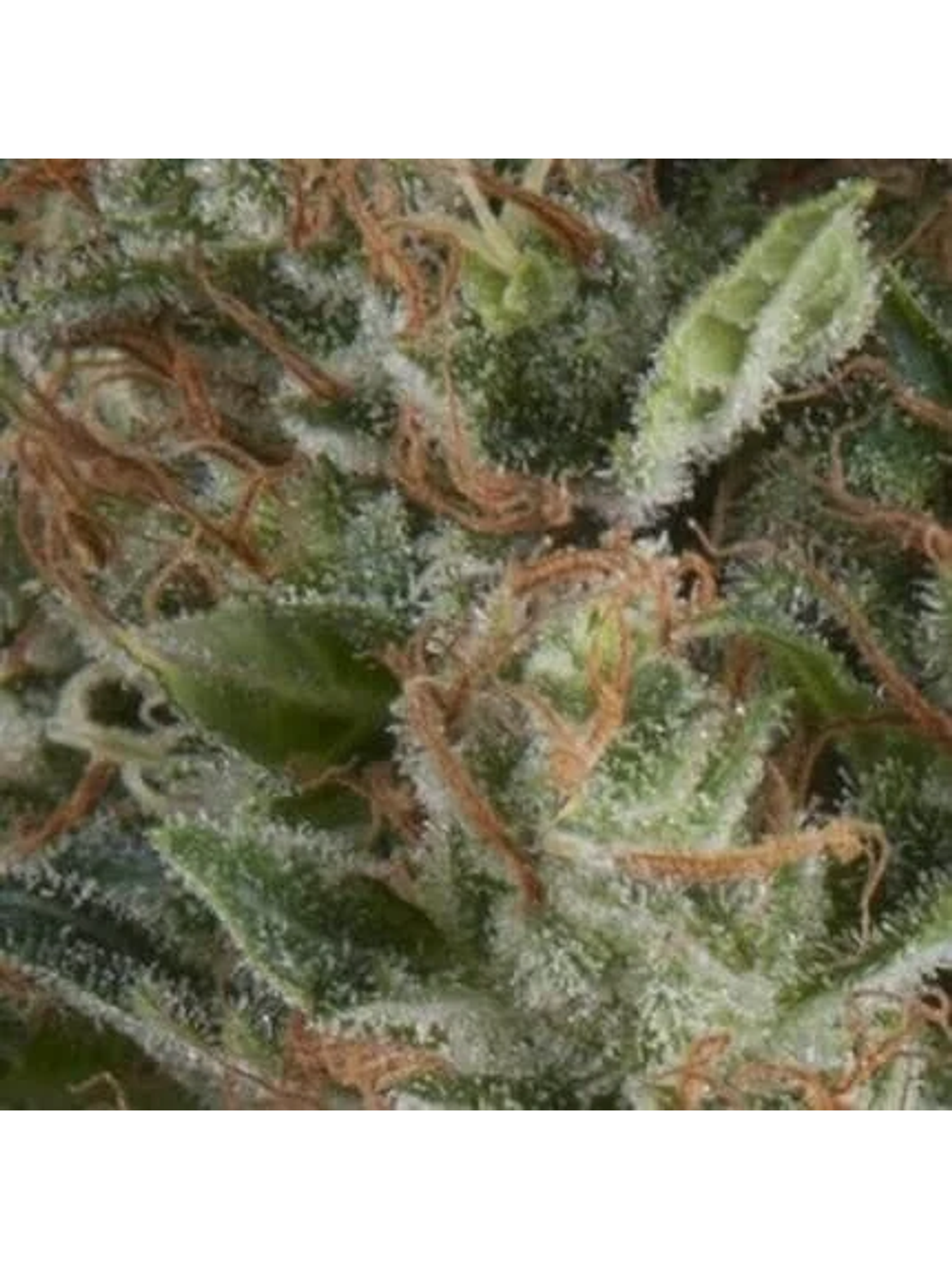 Wembley Auto -Pyramid Seeds (X5+2/X3+1) 1