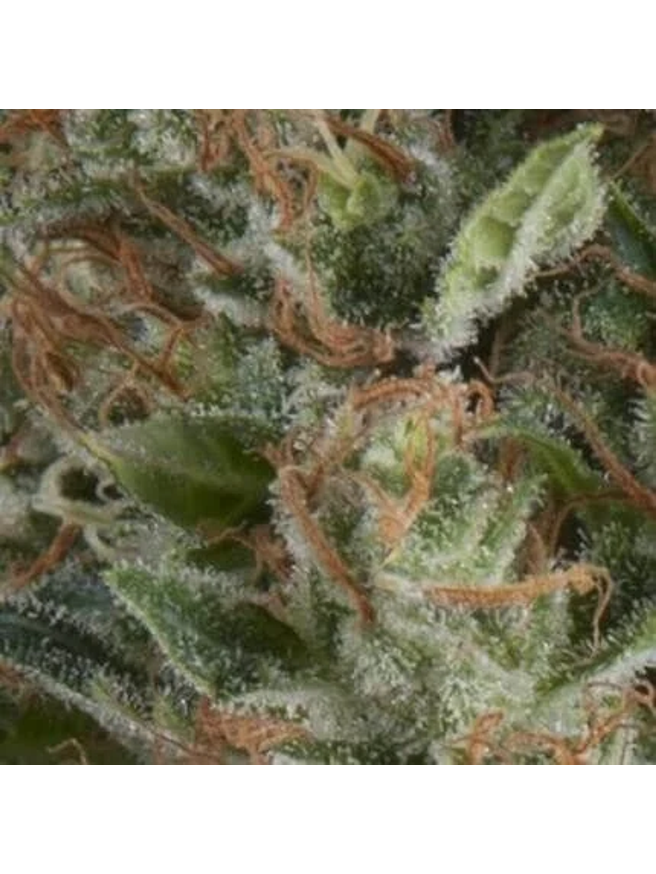 Wembley Auto -Pyramid Seeds (X5+2/X3+1) 1