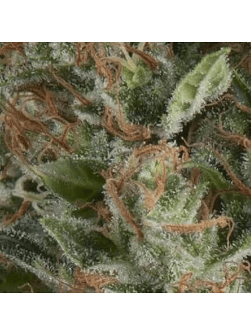 WEMBLEY AUTO X5+2 -PYRAMID SEEDS 1