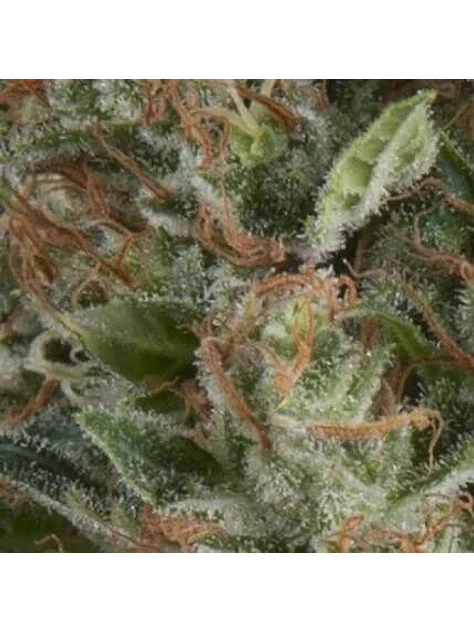 Wembley Auto -Pyramid Seeds (X5+2/X3+1) 1