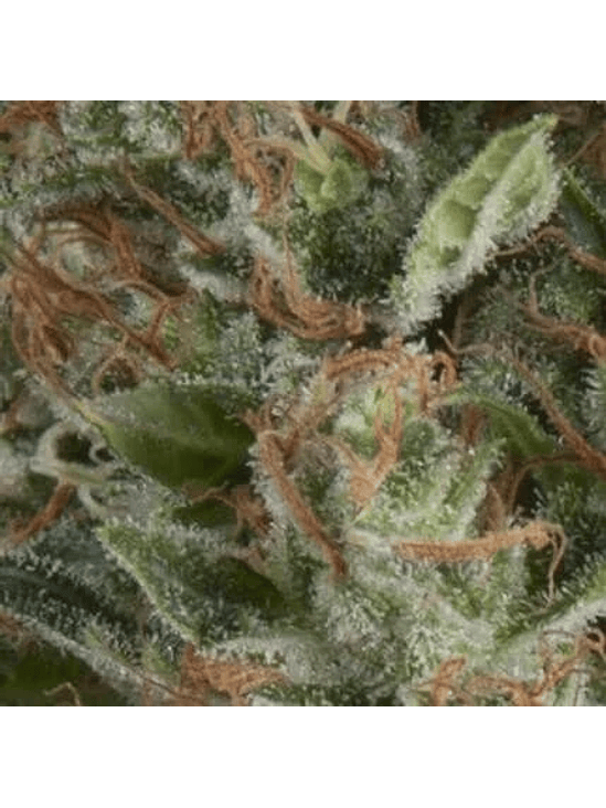 WEMBLEY AUTO X5+2 -PYRAMID SEEDS 1