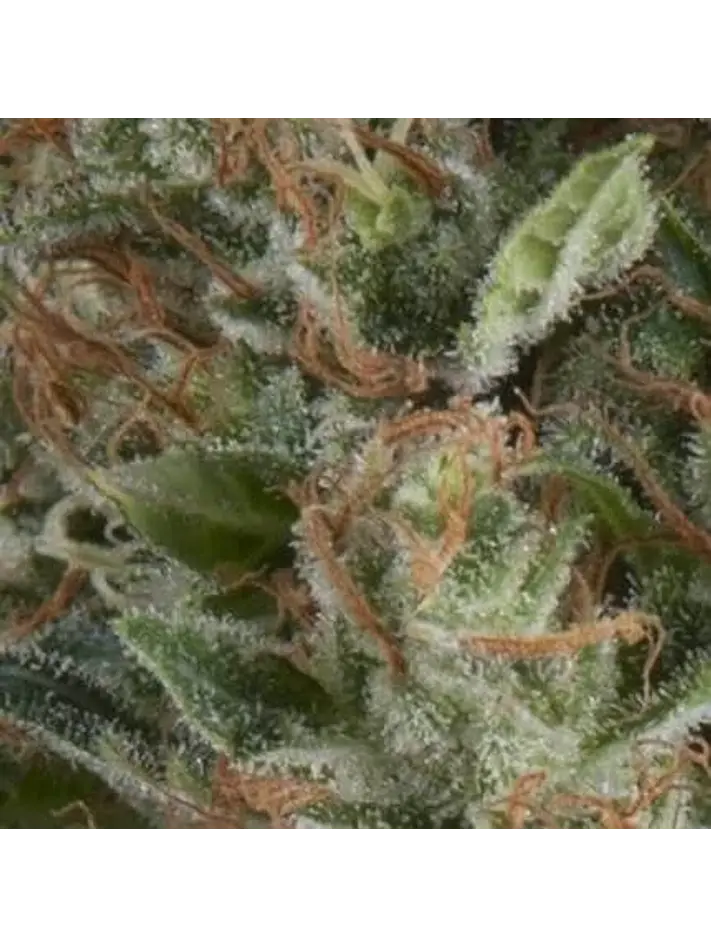 Wembley Auto -Pyramid Seeds (X5+2/X3+1) 1