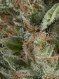 Wembley Auto -Pyramid Seeds (X5+2/X3+1) - Miniatura 1