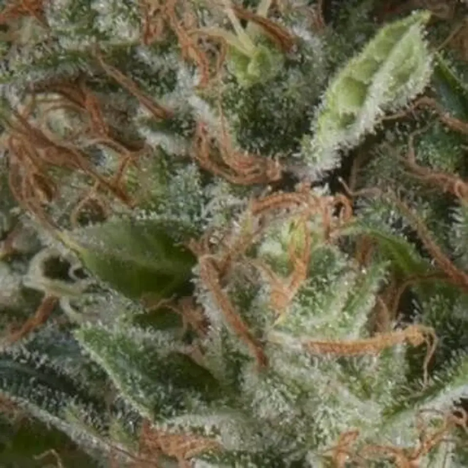 Wembley Auto -Pyramid Seeds (X5+2/X3+1) 1