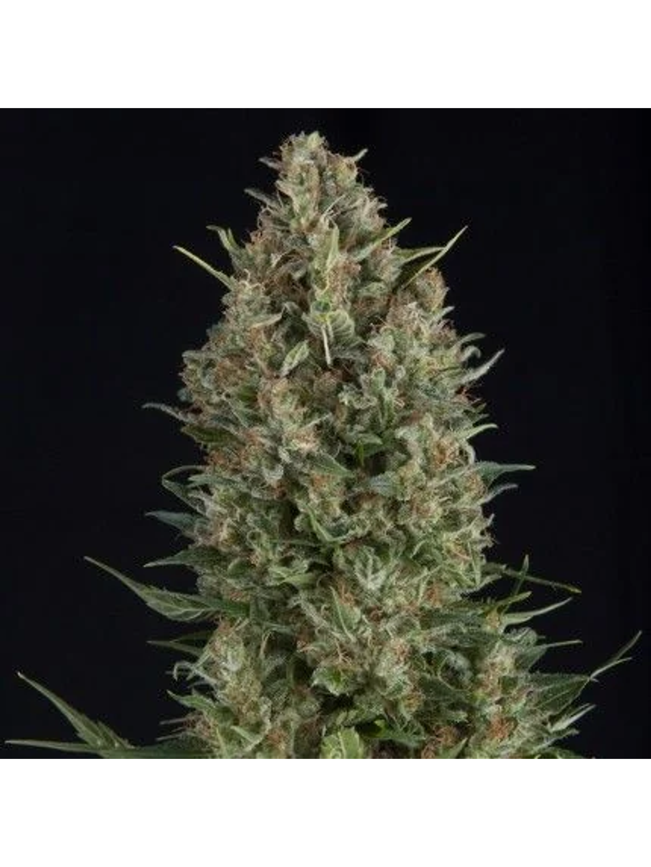 Wembley Fem -Pyramid Seeds (X5+2/X3+1/X1) 1