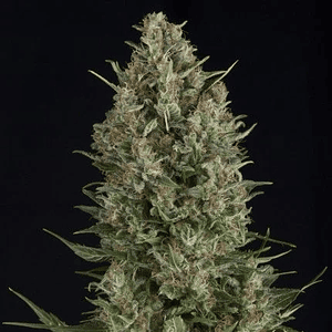 Wembley Fem -Pyramid Seeds (X5+2/X3+1/X1)