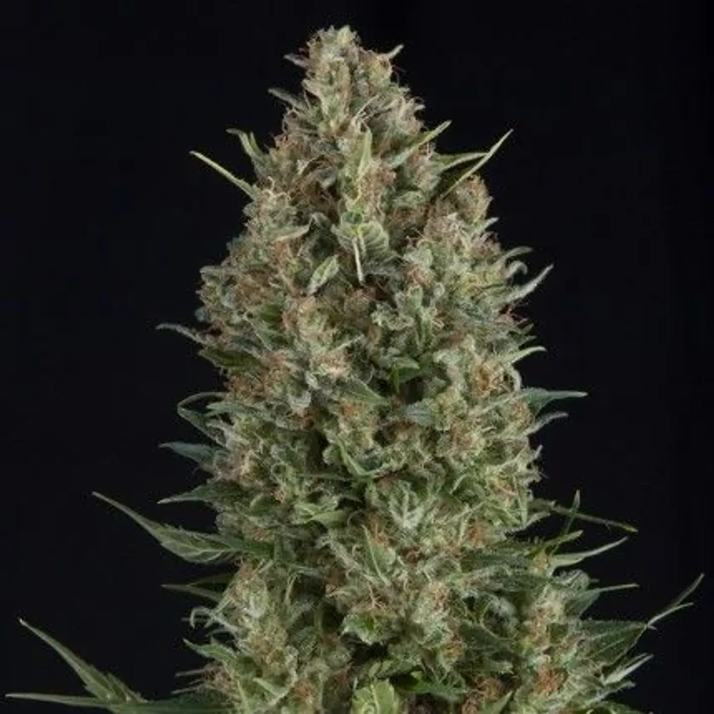 Wembley Fem -Pyramid Seeds (X5+2/X3+1/X1) 1