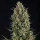 Wembley Fem -Pyramid Seeds (X5+2/X3+1/X1) - Miniatura 1