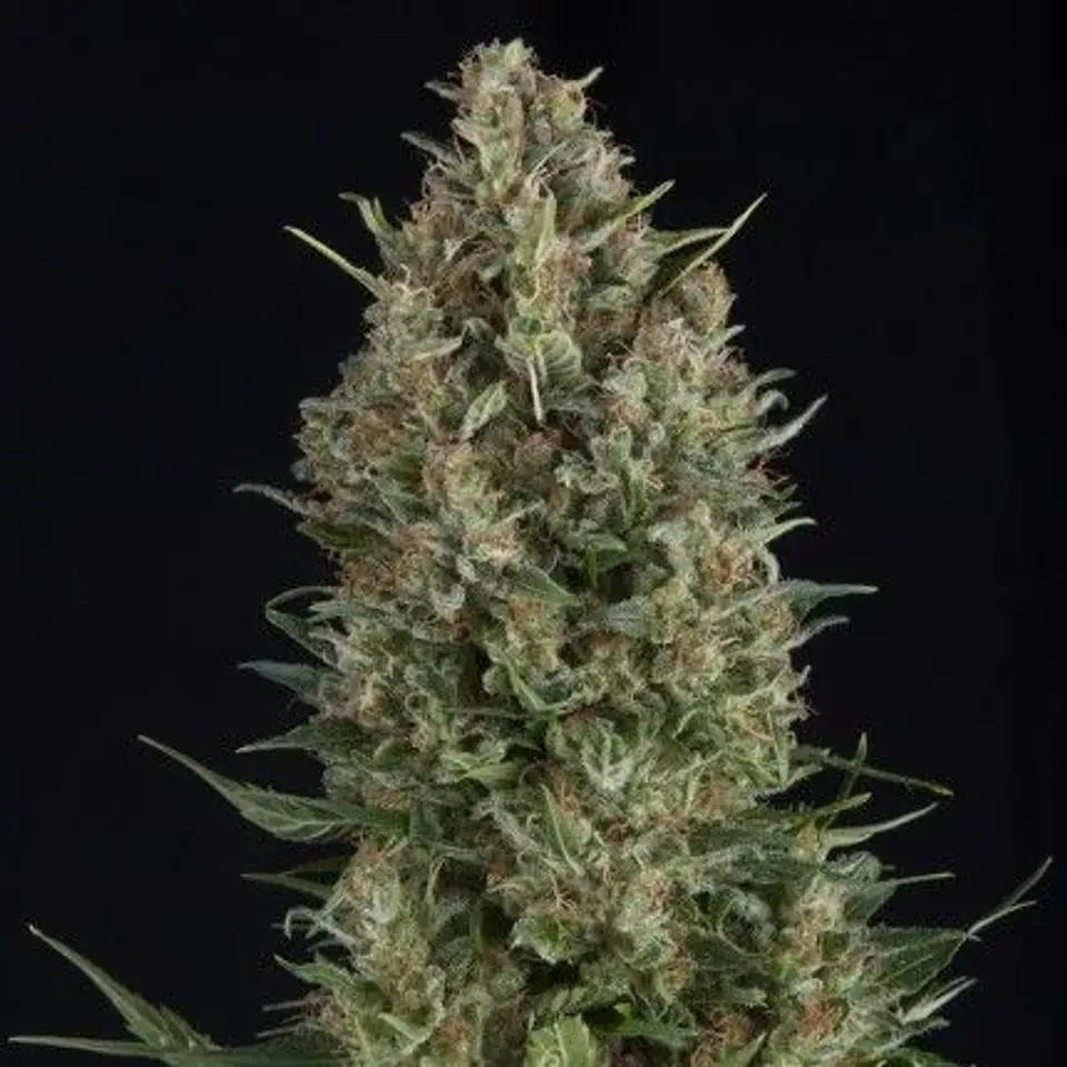 Wembley Fem -Pyramid Seeds (X5+2/X3+1/X1) 1