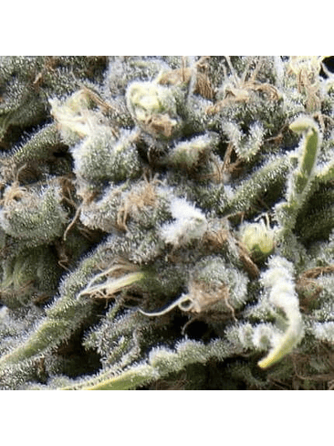 WHITE WIDOW AUTO X5+2 -PYRAMID SEEDS 1