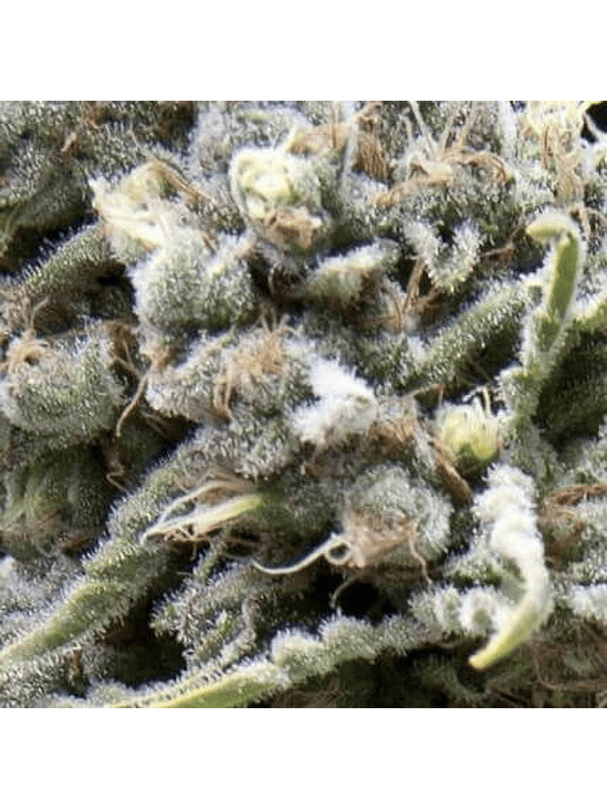 WHITE WIDOW AUTO X5+2 -PYRAMID SEEDS 1