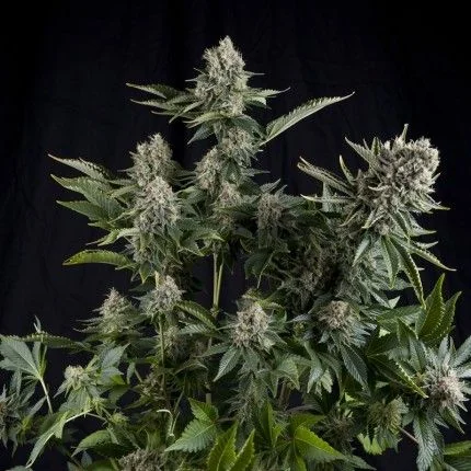 White Widow Fem -Pyramid Seeds (X5+2/X3+1/X1) 1