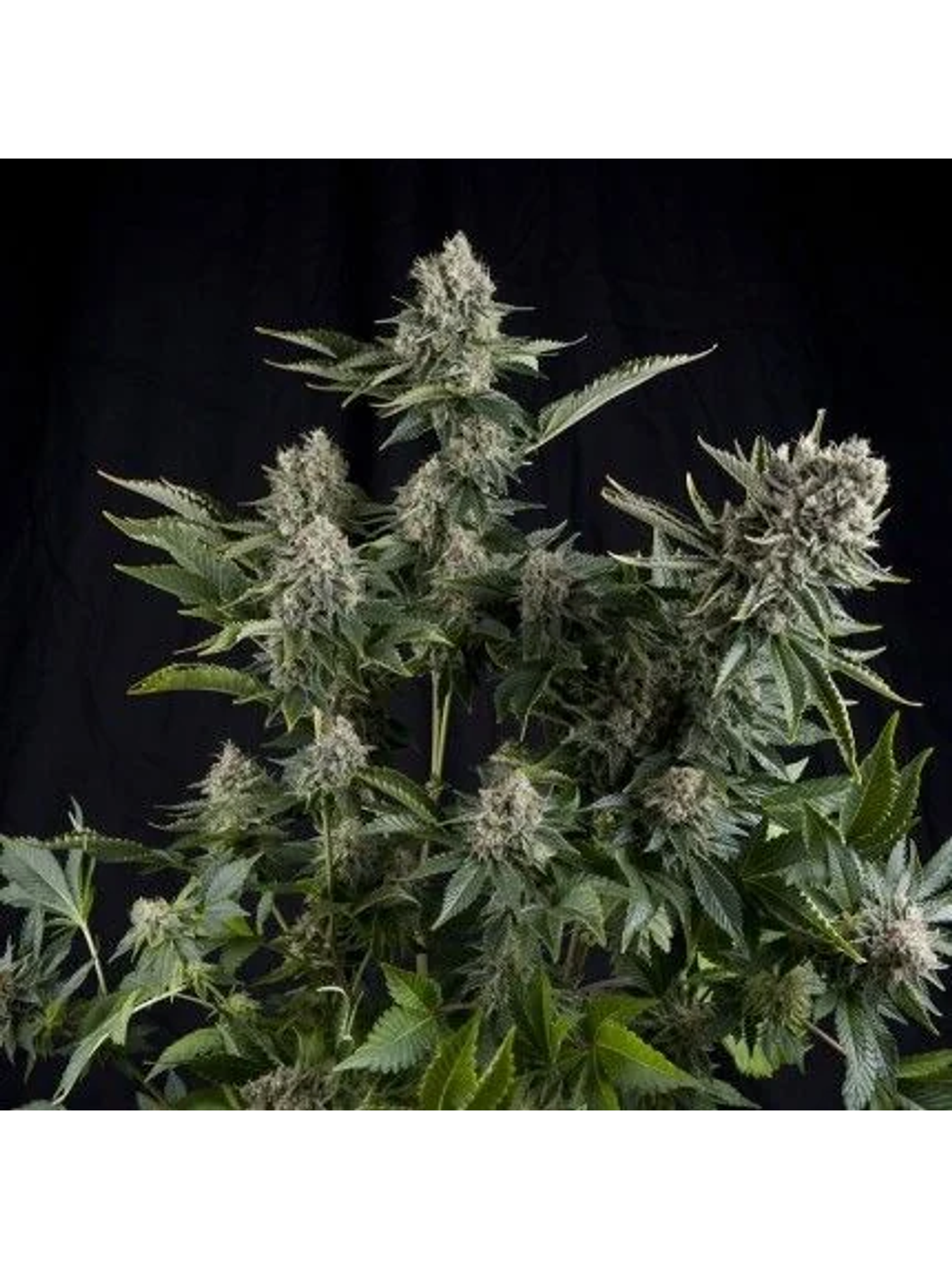 White Widow Fem -Pyramid Seeds (X5+2/X3+1/X1) 1