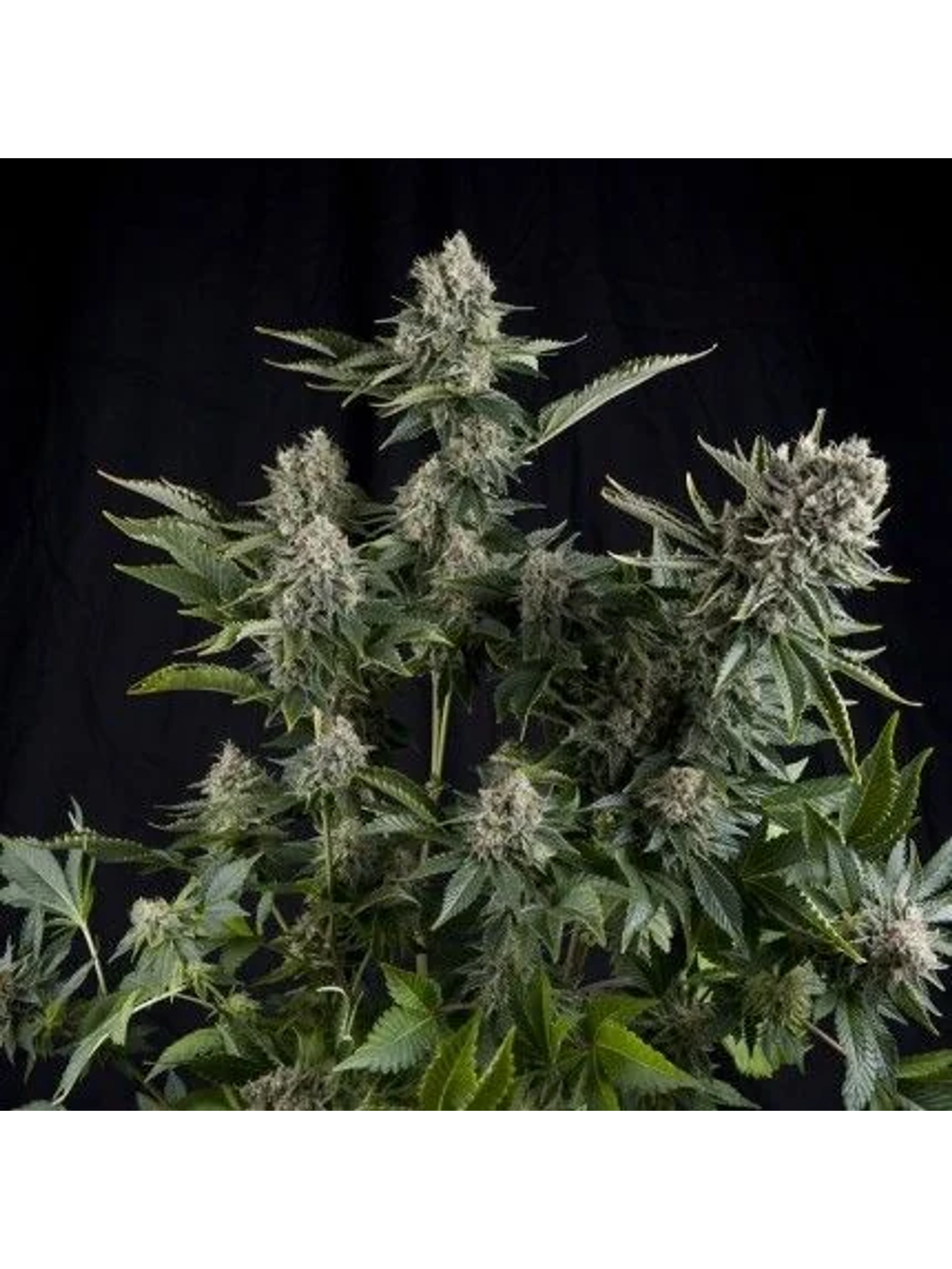 White Widow Fem -Pyramid Seeds (X5+2/X3+1/X1) 1