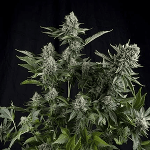 White Widow  Fem X5+2-Pyramid Seeds