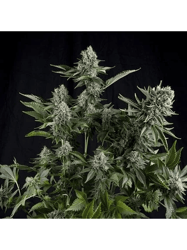 WHITE WIDOW  FEM X5+2-PYRAMID SEEDS 1