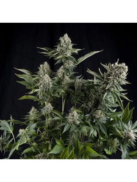 White Widow Fem -Pyramid Seeds (X5+2/X3+1/X1) 1