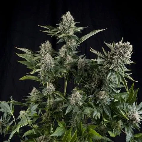 White Widow Fem -Pyramid Seeds (X5+2/X3+1/X1)