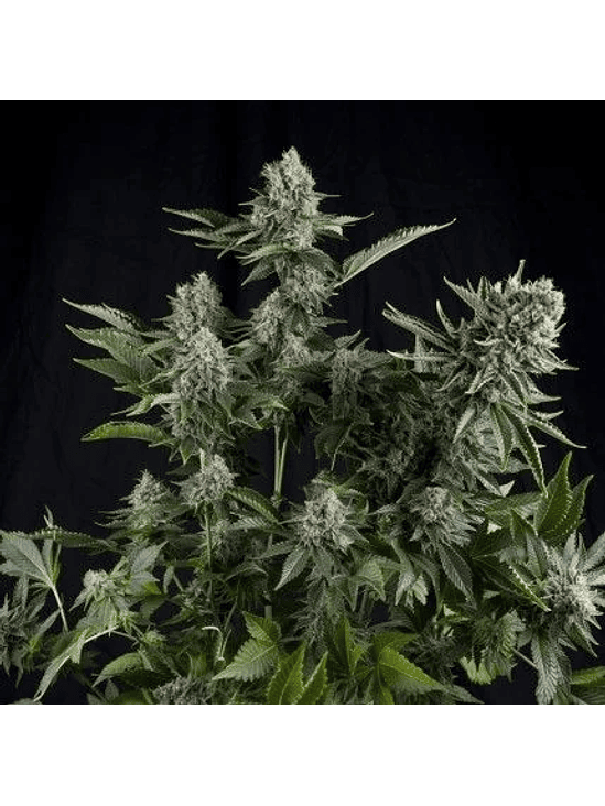 WHITE WIDOW  FEM X5+2-PYRAMID SEEDS 1