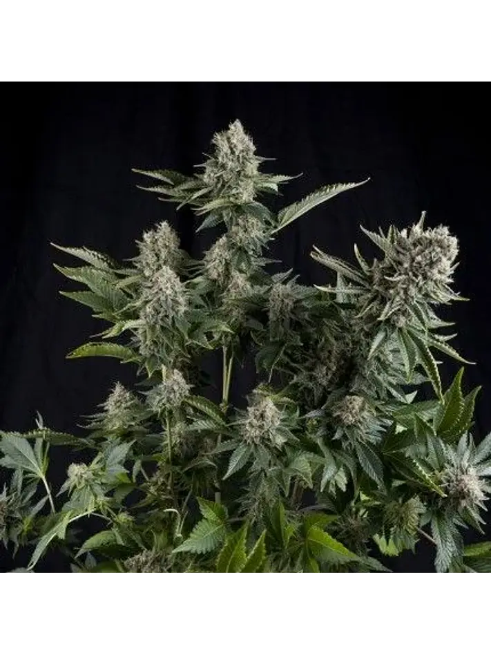 White Widow Fem -Pyramid Seeds (X5+2/X3+1/X1) 1