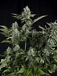 White Widow  Fem X5+2-Pyramid Seeds - Miniatura 1