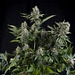 White Widow Fem -Pyramid Seeds (X5+2/X3+1/X1) - Miniatura 1