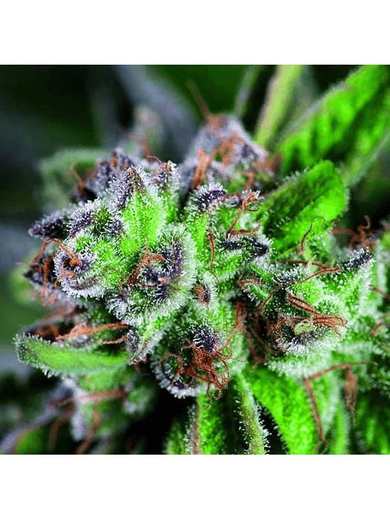 WATERMELON ZKITTEZ FEM X1-PYRAMID SEEDS 1