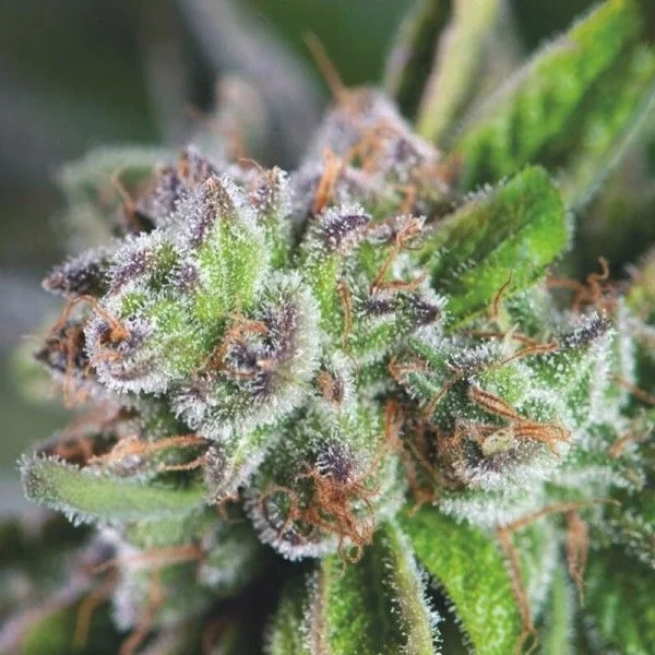 Watermelon Zkittez Fem -Pyramid Seeds (X3+1/X1) 1