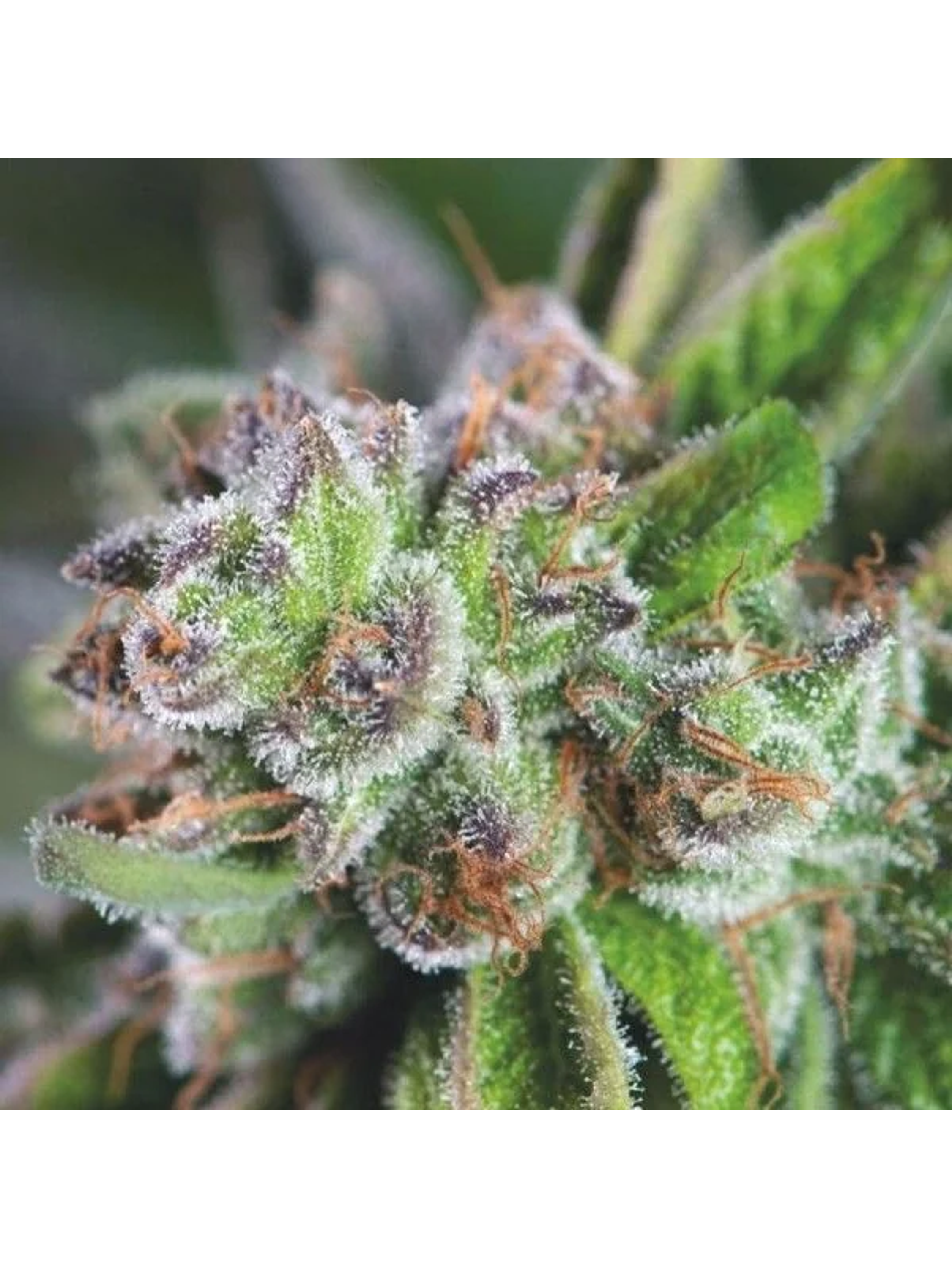 Watermelon Zkittez Fem -Pyramid Seeds (X3+1/X1) 1