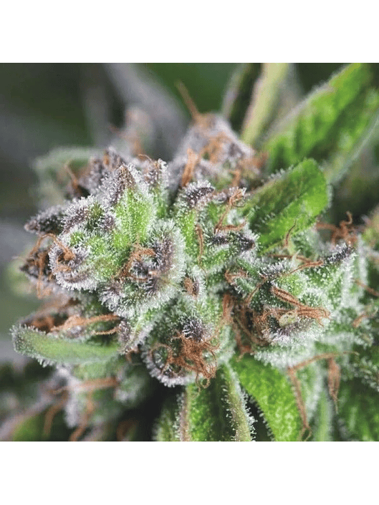 WATERMELON ZKITTEZ FEM X3+1-PYRAMID SEEDS 1