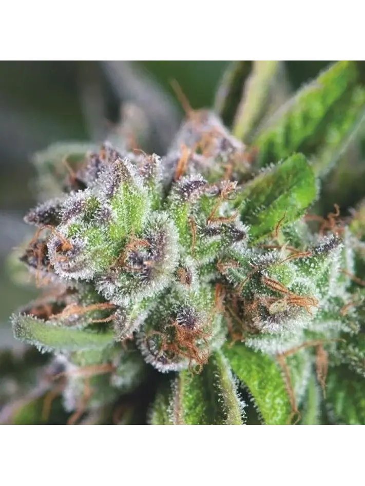 Watermelon Zkittez Fem -Pyramid Seeds (X3+1/X1) 1