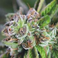 Watermelon Zkittez Fem -Pyramid Seeds (X3+1/X1) - Miniatura 1