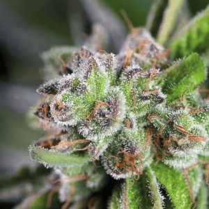 Watermelon Zkittle  Fem X5+2-Pyramid Seeds