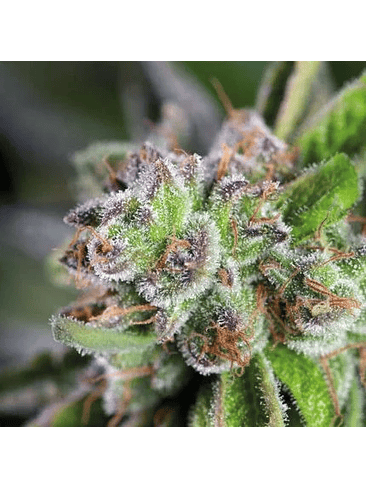 WATERMELON ZKITTLE  FEM X5+2-PYRAMID SEEDS 1