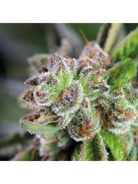 Watermelon Zkittle  Fem X5+2-Pyramid Seeds 1