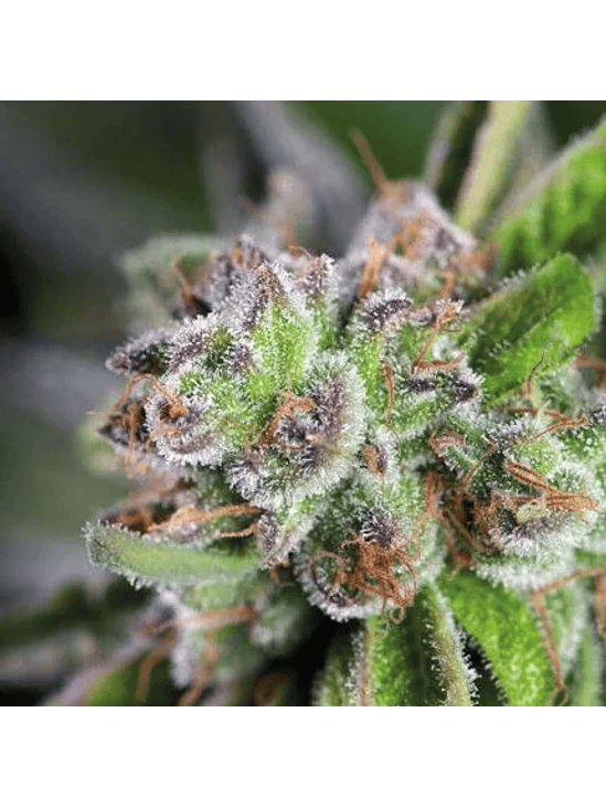 WATERMELON ZKITTLE  FEM X5+2-PYRAMID SEEDS 1