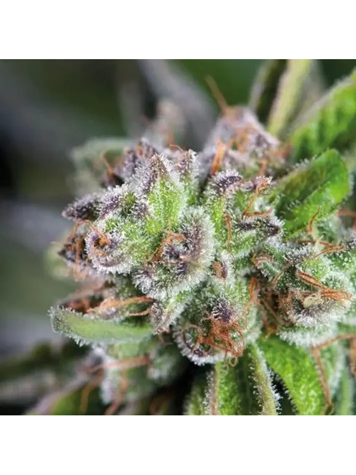 Watermelon Zkittle  Fem X5+2-Pyramid Seeds 1